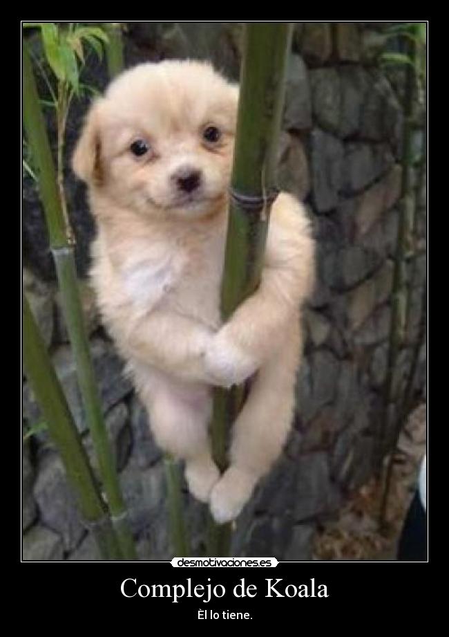 carteles perro koala desmotivaciones
