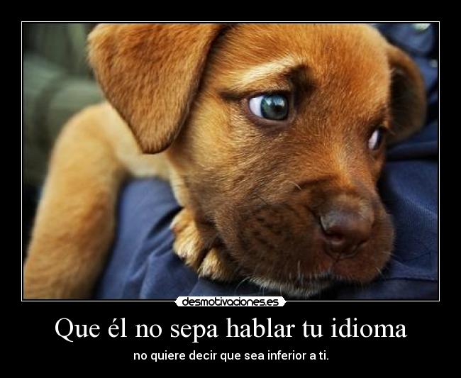 carteles idioma davor safth 123 amor los perros que ponen desmotivaciones