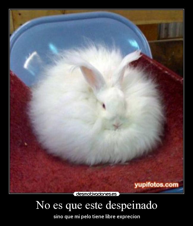 No es que este despeinado - 