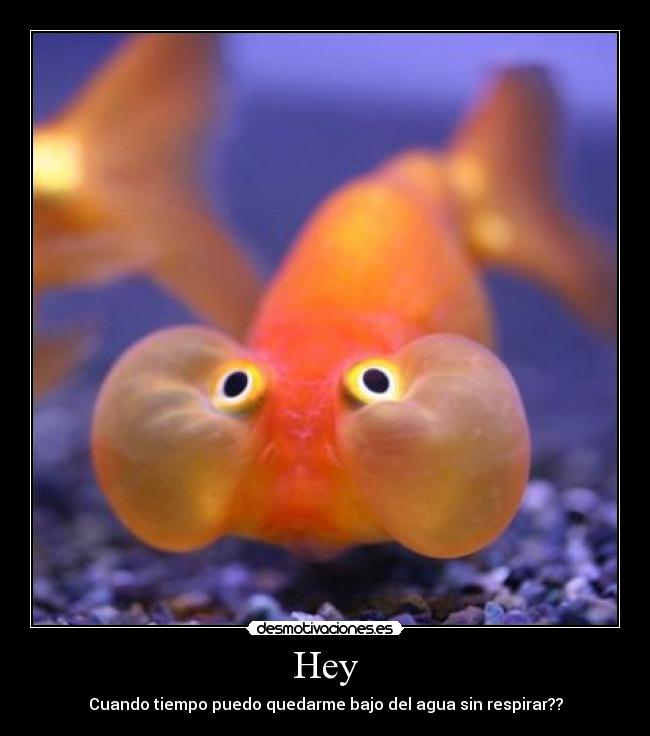 Hey - Cuando tiempo puedo quedarme bajo del agua sin respirar??