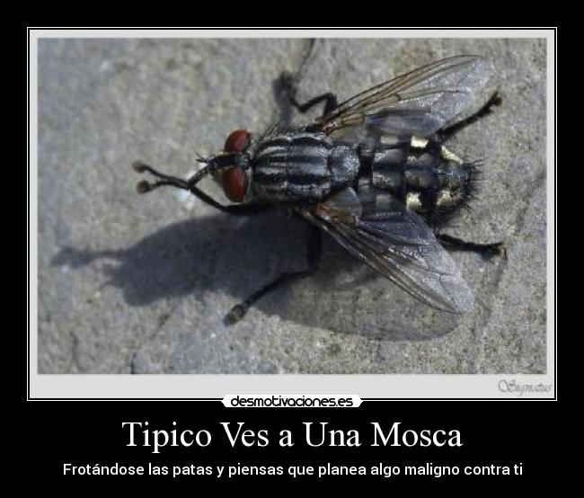 Tipico Ves a Una Mosca -