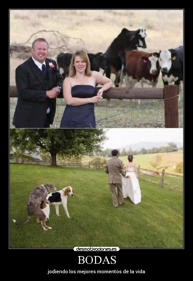 BODAS -