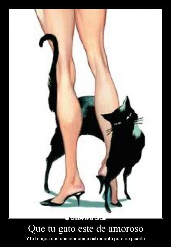 Que tu gato este de amoroso - Y tu tengas que caminar como astronauta para no pisarlo
