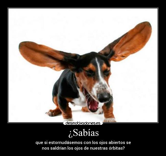 ¿Sabías - que si estornudásemos con los ojos abiertos se
nos saldrían los ojos de nuestras órbitas?