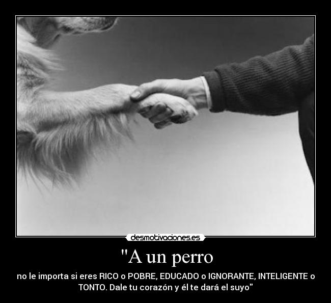 A un perro - 