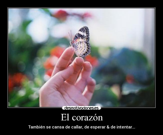 El corazón - También se cansa de callar, de esperar & de intentar...
