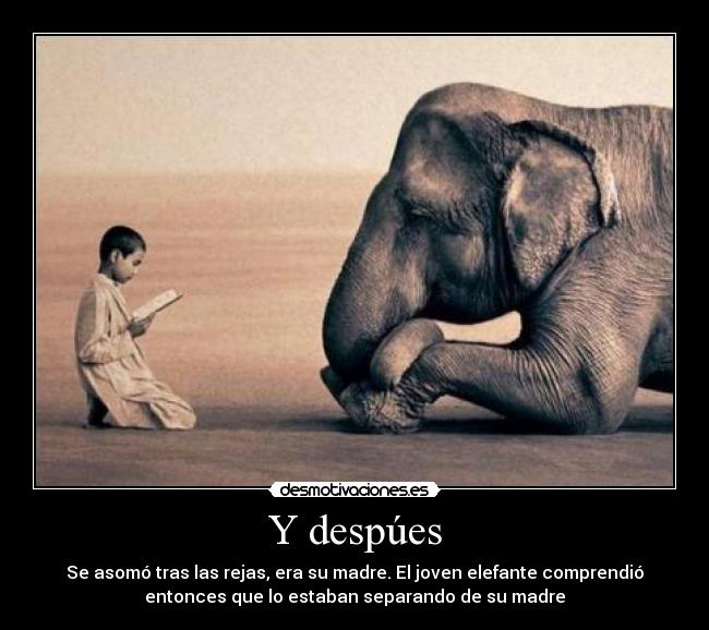 Y despúes - Se asomó tras las rejas, era su madre. El joven elefante comprendió
entonces que lo estaban separando de su madre