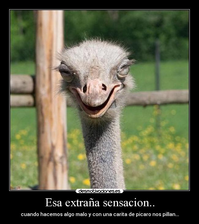 Esa extraña sensacion.. - cuando hacemos algo malo y con una carita de picaro nos pillan...