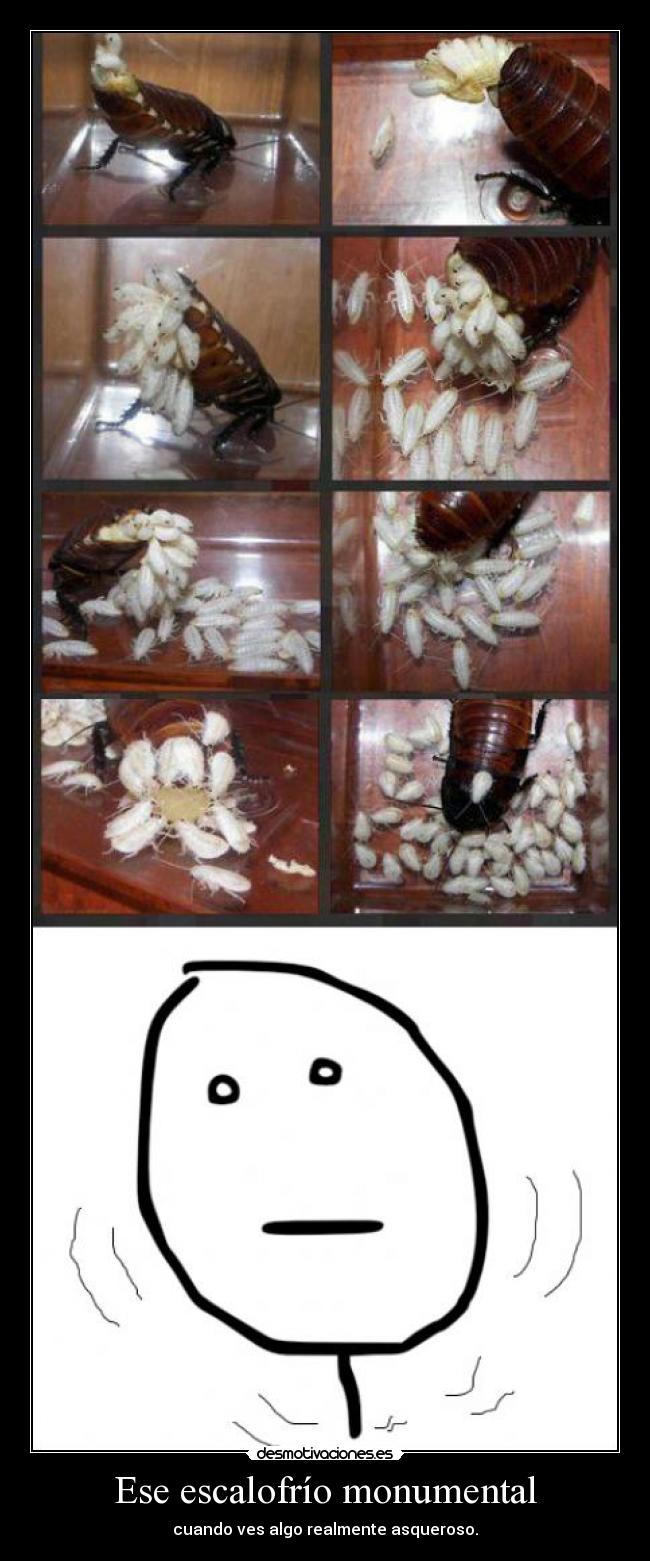 carteles escalofrio cucarachas ascooo revelation desmotivaciones