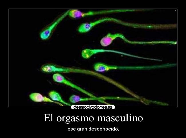 El orgasmo masculino -
