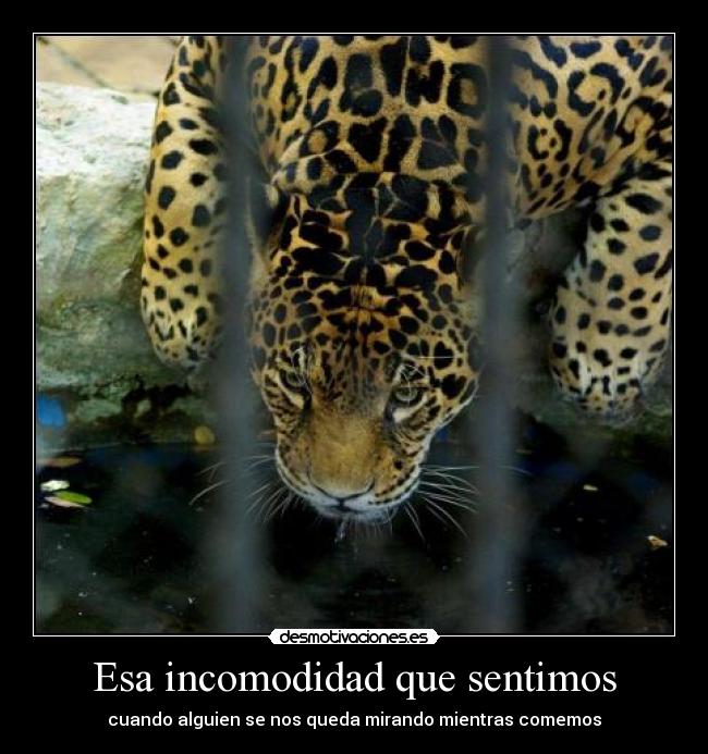 carteles eften gatitosdeefe madre hace horrible desmotivaciones