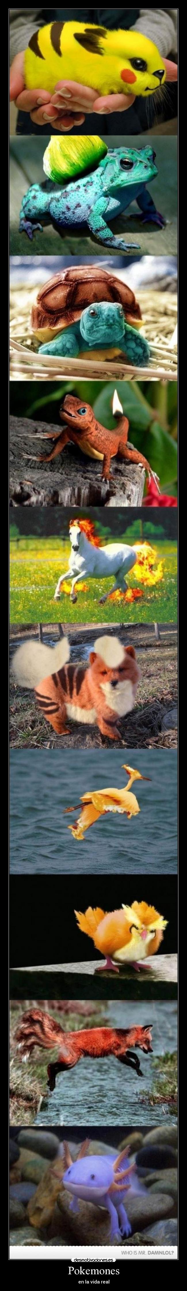 carteles pokemones desmotivaciones