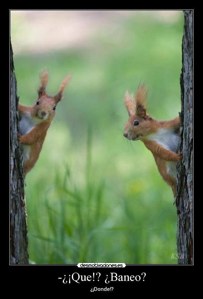 carteles baneo ardillas asustadas porque seran grises mastercat mola como dije amas baby desmotivaciones