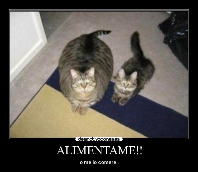 ALIMENTAME!! - o me lo comere..