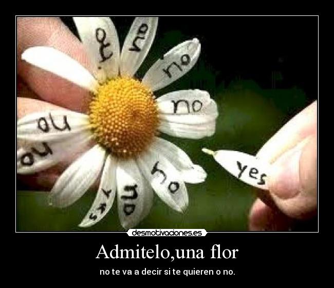 Admitelo,una flor - no te va a decir si te quieren o no.