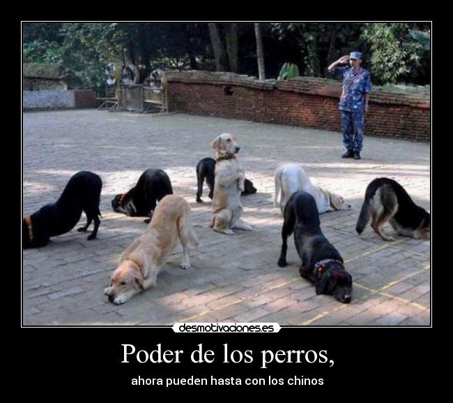 Poder de los perros, -
