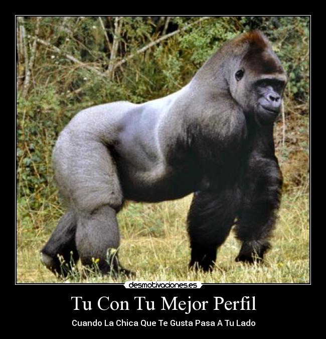 Tu Con Tu Mejor Perfil -