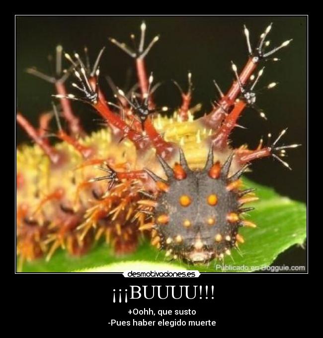 ¡¡¡BUUUU!!! - +Oohh, que susto
-Pues haber elegido muerte