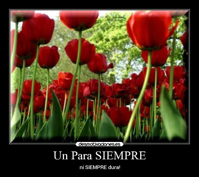 Un Para SIEMPRE - ni SIEMPRE dura!