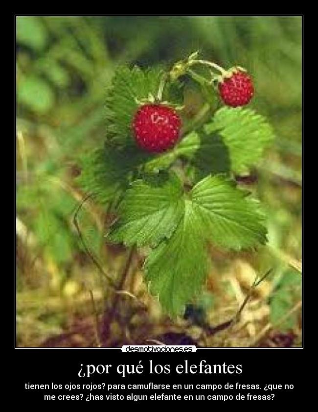 ¿por qué los elefantes - 