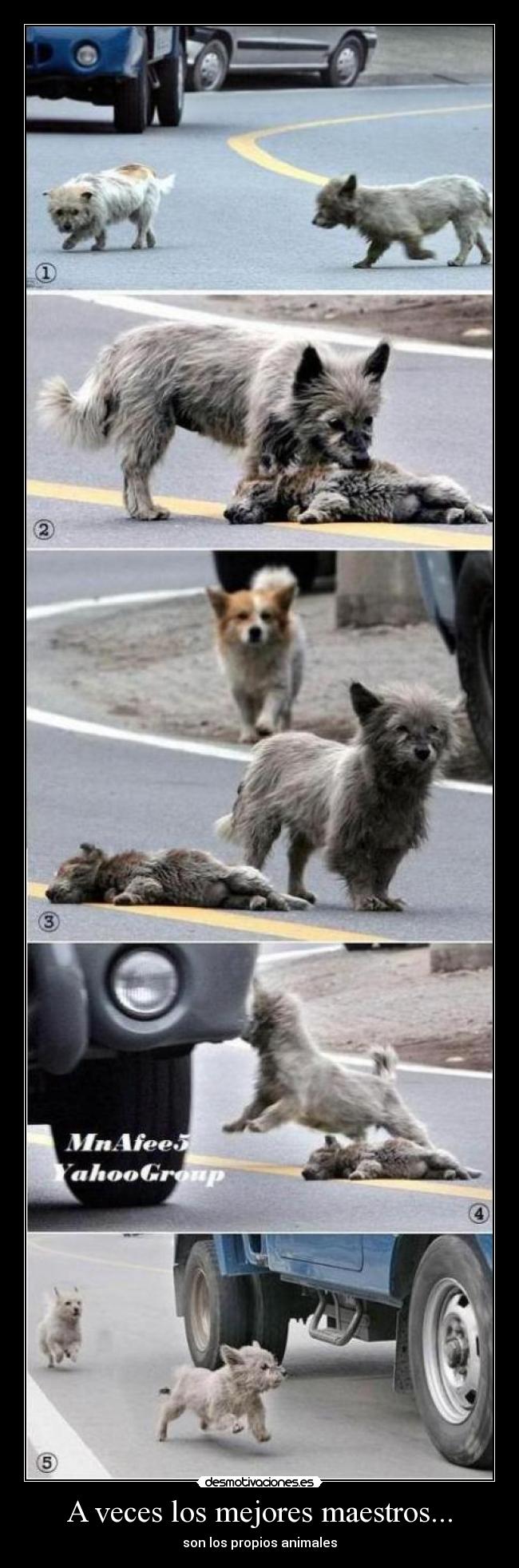 A veces los mejores maestros... - 