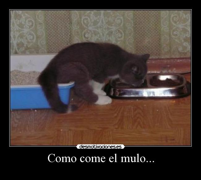 Como come el mulo... - 