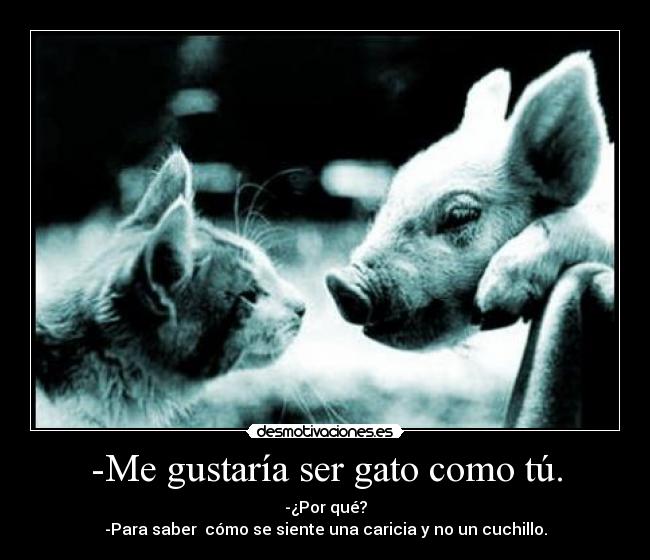 -Me gustaría ser gato como tú. - 