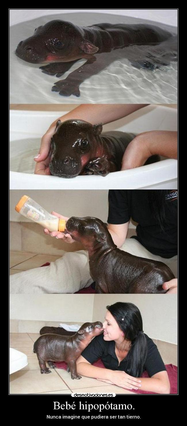 Bebé hipopótamo. - 