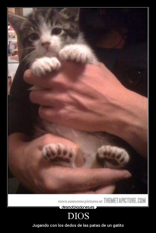 DIOS - Jugando con los dedos de las patas de un gatito