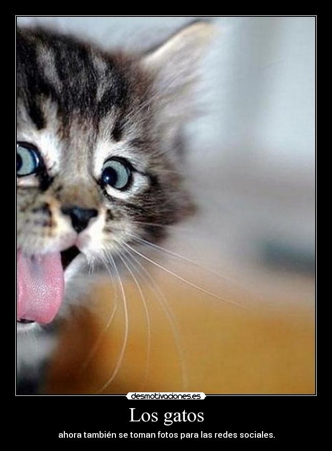 Los gatos -