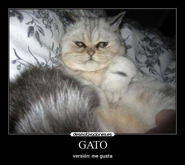 GATO - versión: me gusta