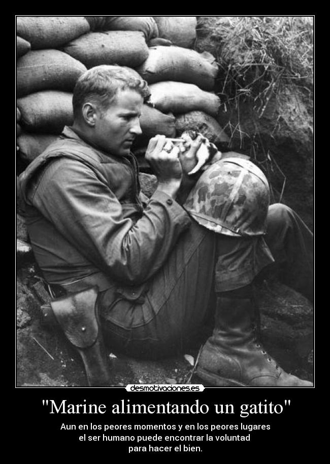 Marine alimentando un gatito - 