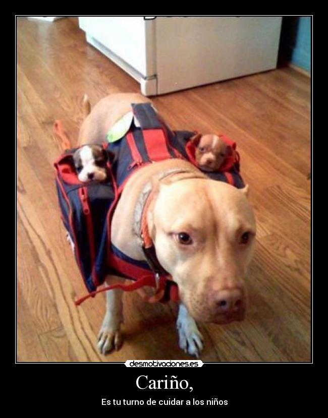 carteles por alguna razon gustan los perros desmotivaciones