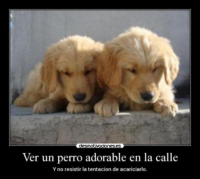 Ver un perro adorable en la calle - Y no resistir la tentacion de acariciarlo.