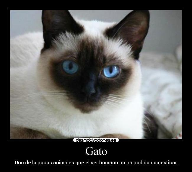 Gato -