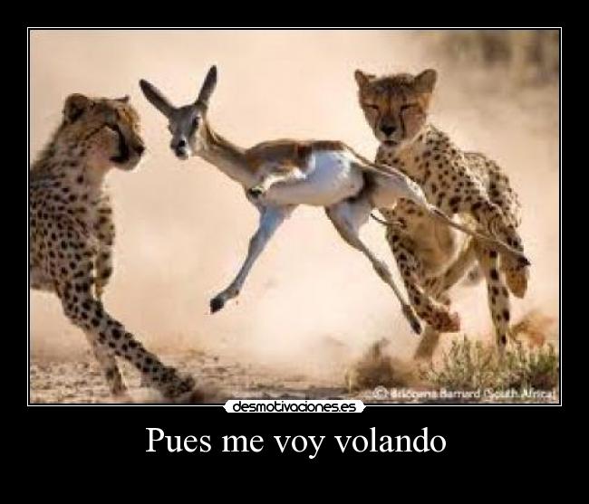 Pues me voy volando - 