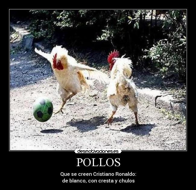 POLLOS - Que se creen Cristiano Ronaldo:
de blanco, con cresta y chulos