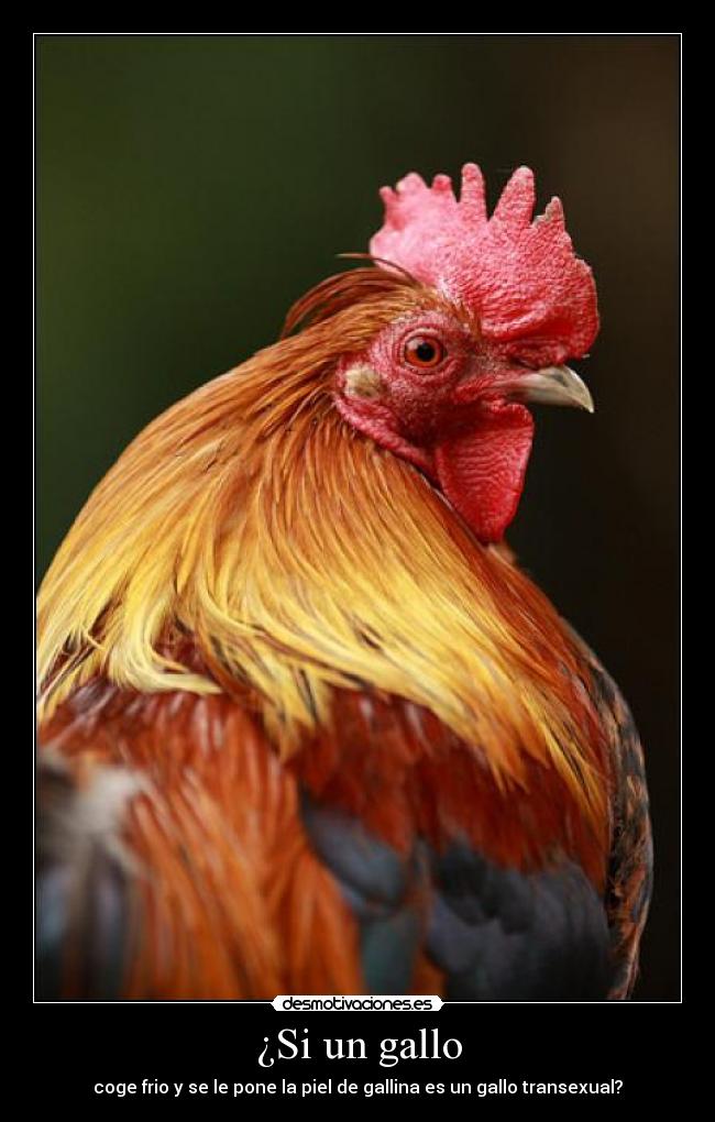 ¿Si un gallo - coge frio y se le pone la piel de gallina es un gallo transexual?