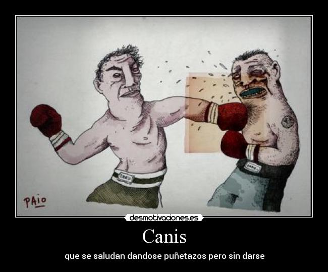 Canis - que se saludan dandose puñetazos pero sin darse