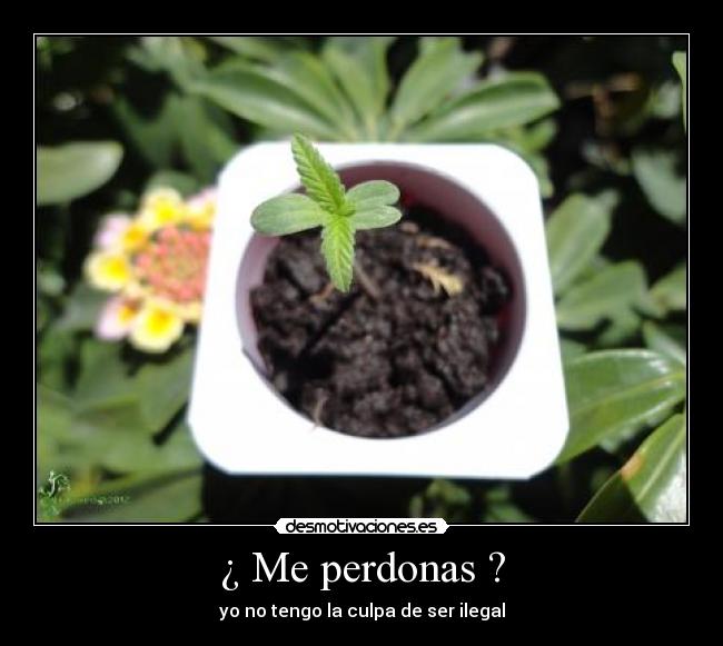 ¿ Me perdonas ? - yo no tengo la culpa de ser ilegal