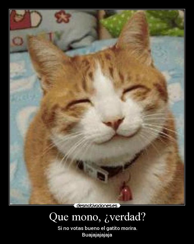 Que mono, ¿verdad? - Si no votas bueno el gatito morira.
Buajajajajaja