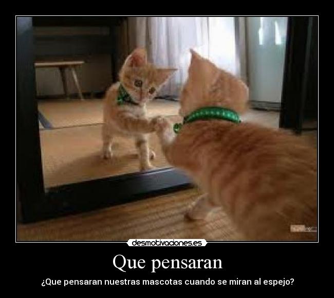 Que pensaran - ¿Que pensaran nuestras mascotas cuando se miran al espejo?