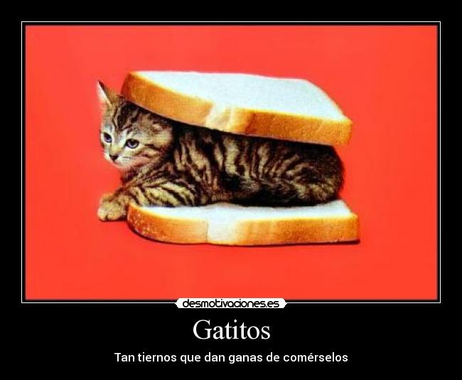 carteles todos los gatitos lindos por todos creemos aver visto uno desmotivaciones