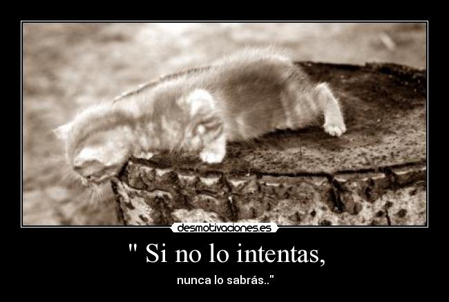  Si no lo intentas, - nunca lo sabrás..