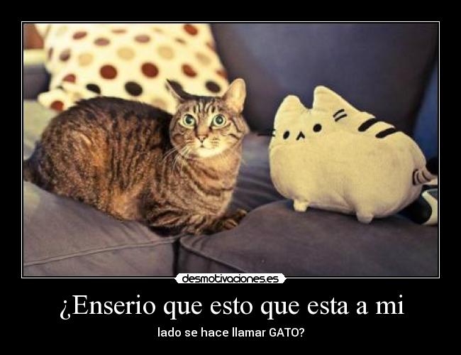 ¿Enserio que esto que esta a mi - lado se hace llamar GATO?