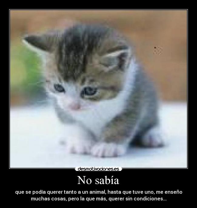 No sabía - que se podía querer tanto a un animal, hasta que tuve uno, me enseño
muchas cosas, pero la que más, querer sin condiciones...
