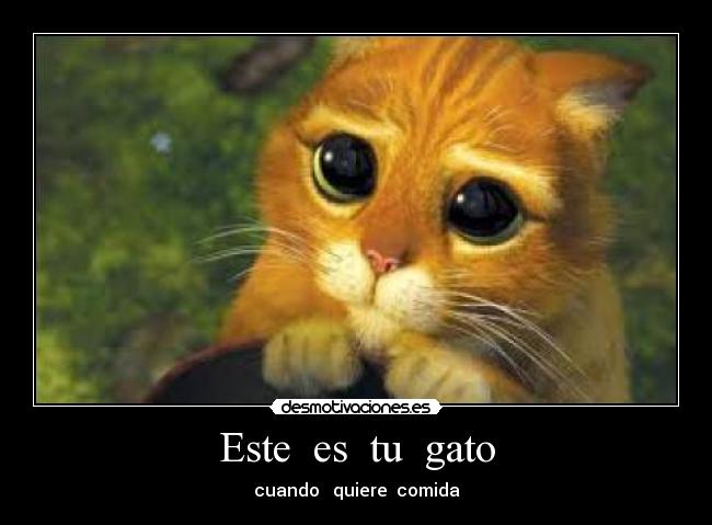 Este  es  tu  gato - cuando   quiere  comida