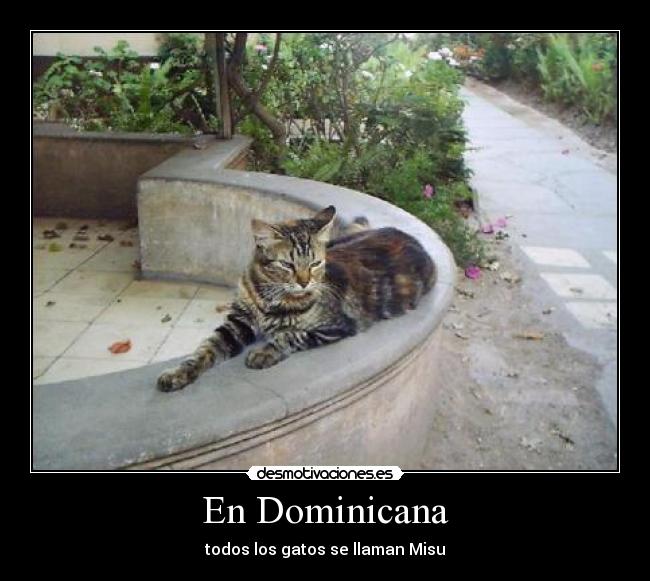 carteles dominicana gatos misu nombre desmotivaciones