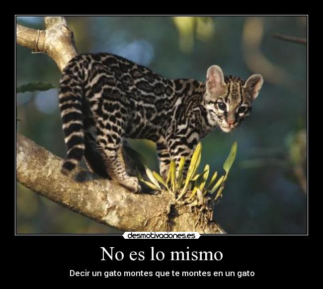 No es lo mismo - Decir un gato montes que te montes en un gato