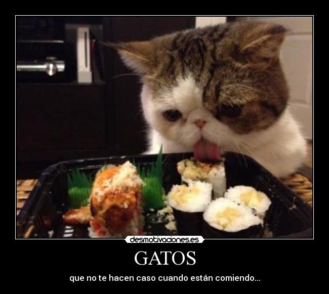 GATOS - que no te hacen caso cuando están comiendo...